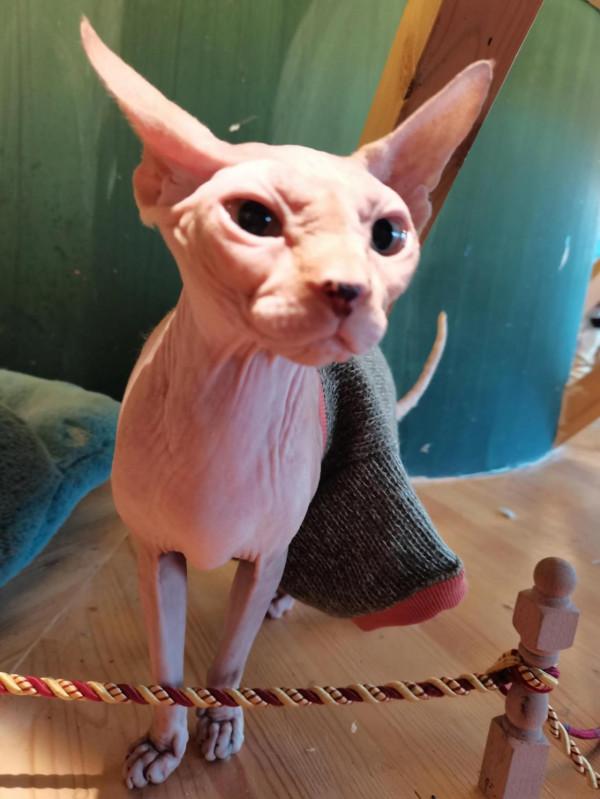 忠犬救主的歡歡