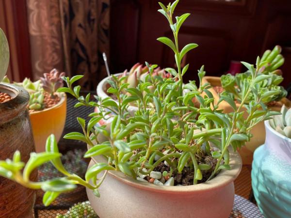 我喜歡的多肉海豚玄月 我喜歡的多肉海豚玄月