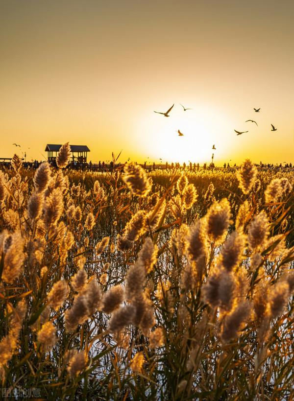 一省一秋!各省秋色“當紅”代言人,你的家鄉上榜了嗎? 一省一秋!各省秋色“當紅”代言人,你的家鄉上榜了嗎?