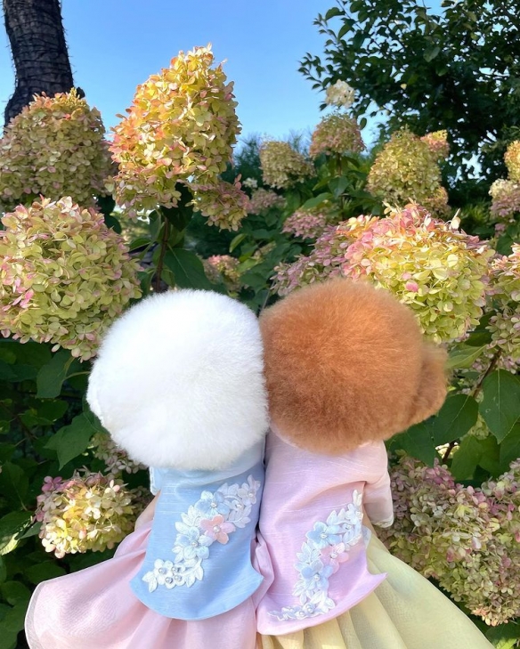 做什麼都一起的貴賓與比熊：兩團棉花糖的激萌日常