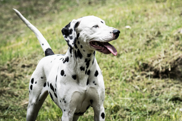 這幾種狗好養、價格還便宜，寵物店一般不推薦給你