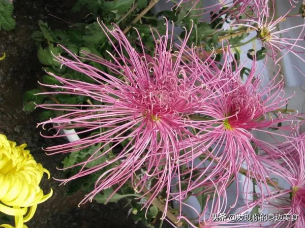 傲霜菊花奪人眼