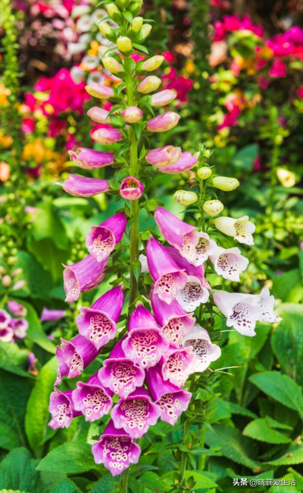 認識10種漂亮的“有毒花”，漲見識，避免傷害