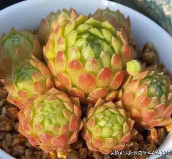 養殖草莓卷絹，掌握5點，爆盆容易狀態美，太美觀了