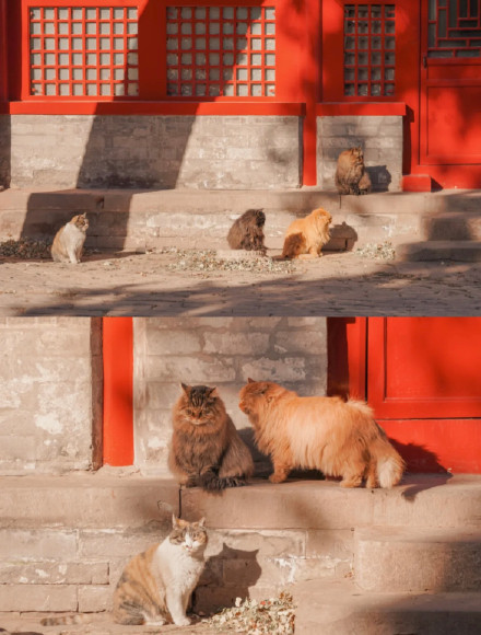 故宮裡的四隻御前侍衛貓 萌萌噠 故宮裡的四隻御前侍衛貓 萌萌噠