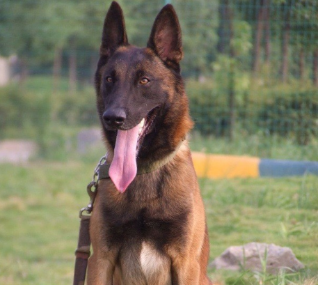 馬犬是否純種，看這些地方就行，因為串串是裝不出來的