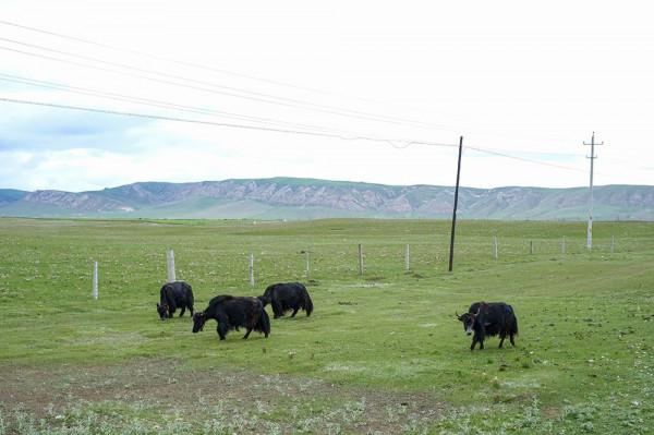 標緻4008環青海長測Day9：鳥島叫“蚊子島”，沿青海沿線達剛察！