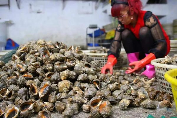 全民公敵！脈紅螺入侵黑海“氾濫成災”，急需中國吃貨幫忙