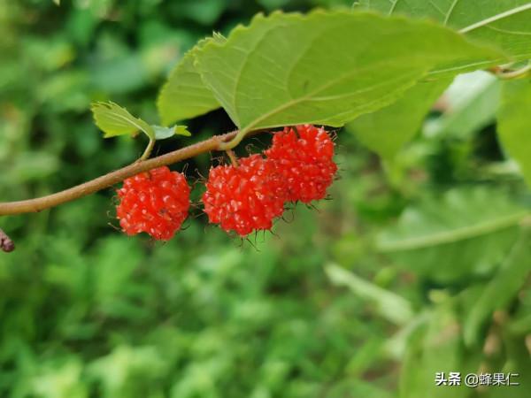 農村這25種能吃的野果都是童年的回憶,現在越來越少你還記得嗎? 農村這25種能吃的野果都是童年的回憶,現在越來越少你還記得嗎?