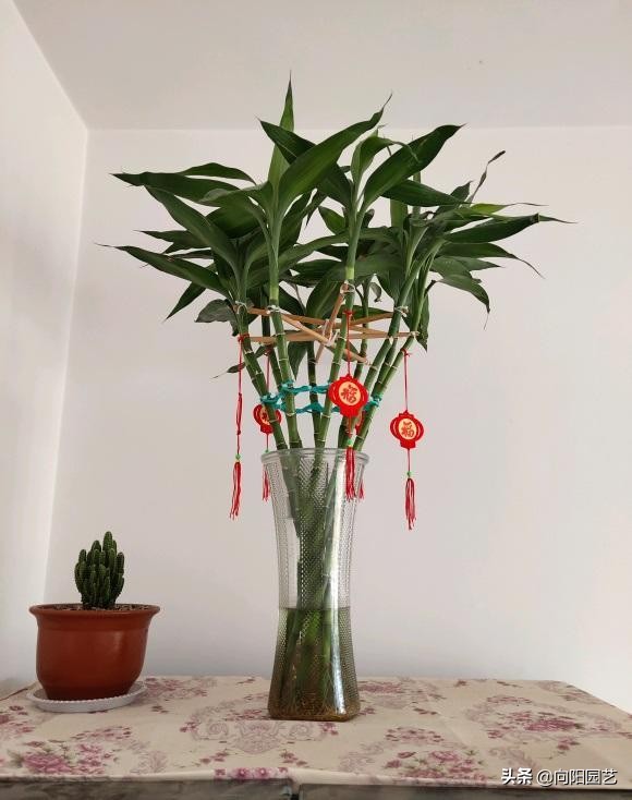 耐陰的 5種綠植,放在客廳,衛生間,北向窗臺,都能養得很好 耐陰的 5種綠植,放在客廳,衛生間,北向窗臺,都能養得很好