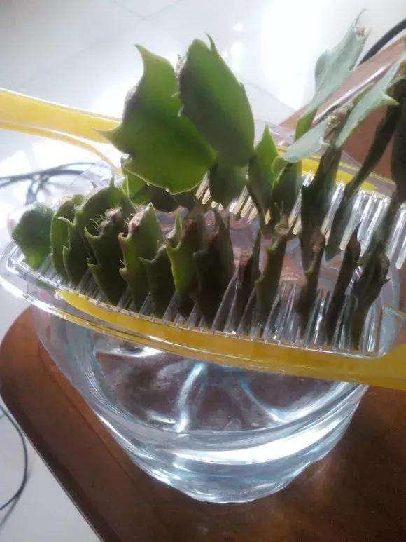 9種&OpenCurlyDoubleQuote;貴氣花&rdquo;，立春後&OpenCurlyDoubleQuote;快扦插&rdquo;，生根快，比夏天還&OpenCurlyDoubleQuote;好活&rdquo;