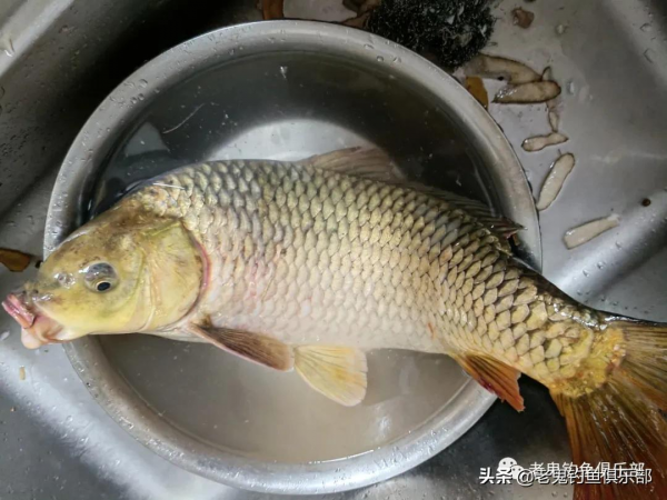 三角炮配螺鯉,釣黃河大鯉魚 三角炮配螺鯉,釣黃河大鯉魚