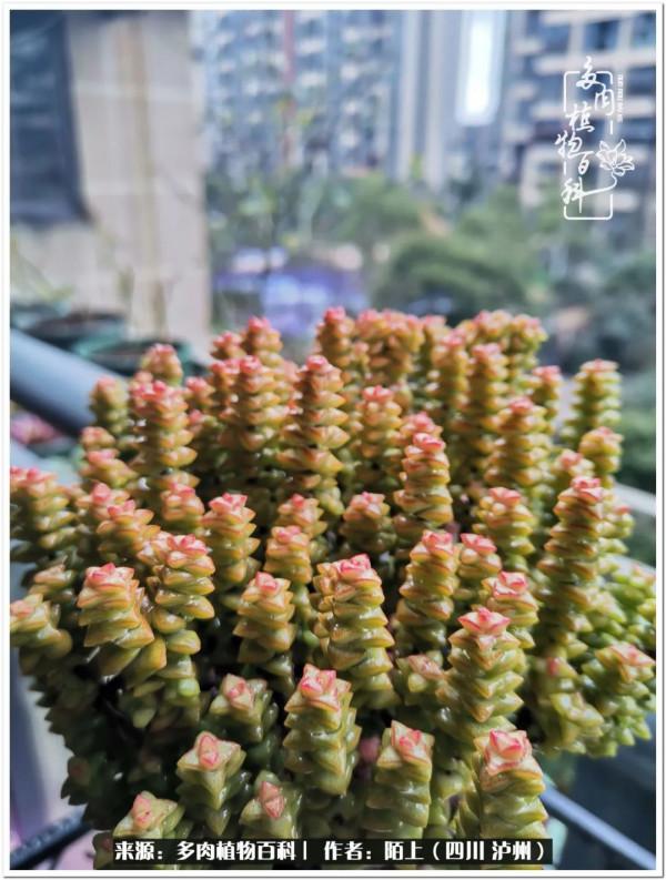 北向陽臺補光燈養多肉的那些事兒