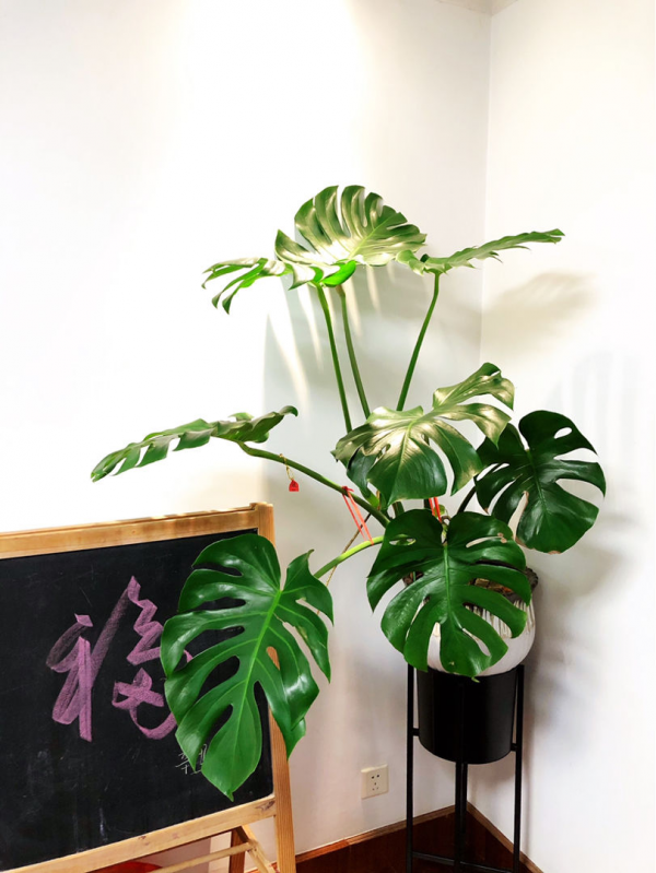 這4種植物，南方遍地都是，北方卻怎麼都養不活