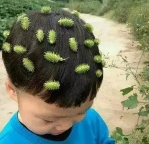 “美麗有毒”的植物,快來認識11種“毒花毒果”,不吃虧不上當 “美麗有毒”的植物,快來認識11種“毒花毒果”,不吃虧不上當