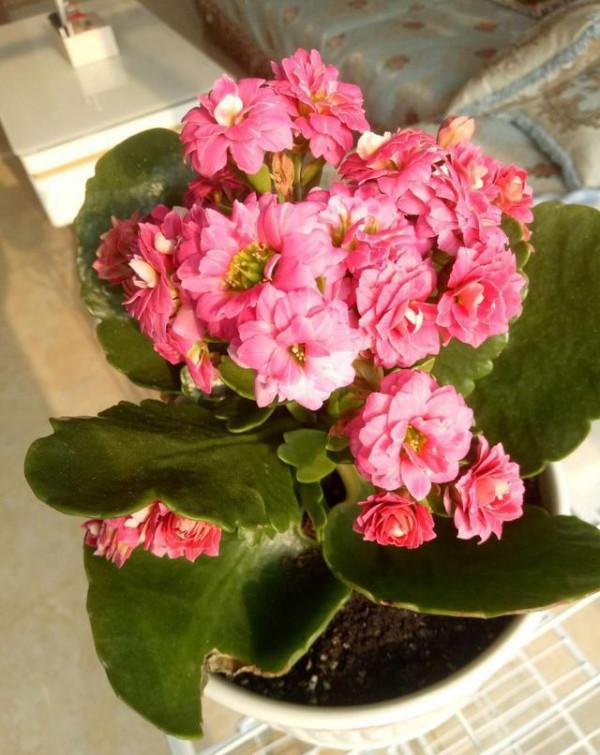 需要“窮養”的三種花，用小盆少澆水，才能養得“長長久久”