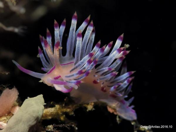 可愛呆萌的海兔，美出天際的海兔——海兔大全