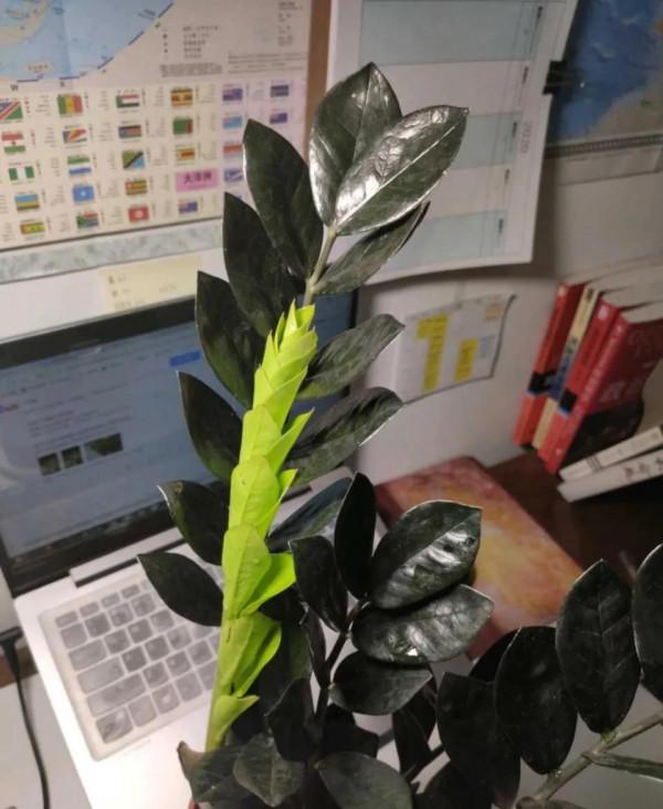 金錢樹盆裡扔一勺粉末，一次冒10個嫩芽，清秀挺拔，碧綠閃亮
