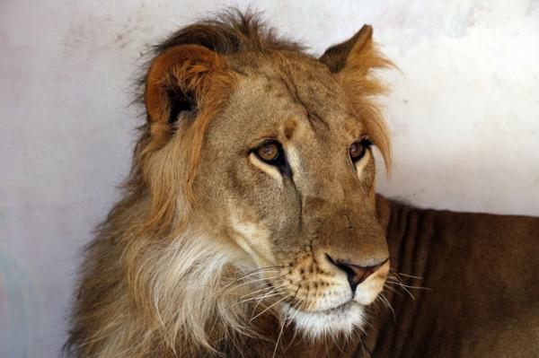 華盛頓動物園6頭獅子、3頭老虎新冠病毒檢測陽性：咳嗽、打噴嚏