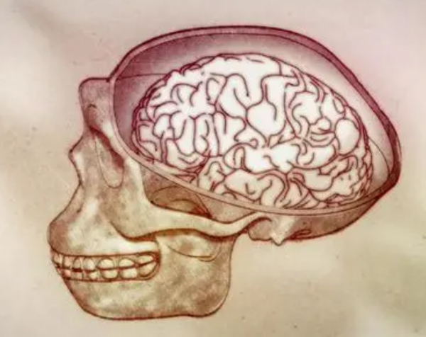 人類大腦會在人體死後繼續執行,仍有意識?人死後會去哪? 人類大腦會在人體死後繼續執行,仍有意識?人死後會去哪?