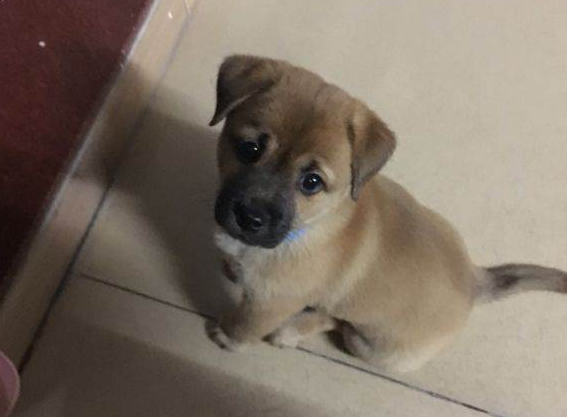 被稱為有“良心”的狗狗,平價又好養 被稱為有“良心”的狗狗,平價又好養