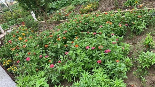 美麗庭院改造日記(一) 美麗庭院改造日記(一)