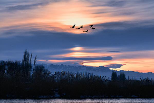 天鵝如何選擇它們的過冬地呢? 天鵝如何選擇它們的過冬地呢?