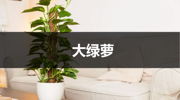 這樣裝修既漂亮又實用，引起極度的舒適感