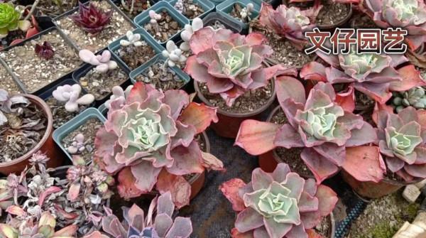 多肉高沙之翁可以這樣繁殖嗎？