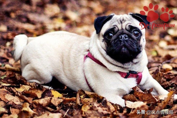 爪爪博士:狗狗被蟄傷的處理辦法 如何判斷是否沒事? 爪爪博士:狗狗被蟄傷的處理辦法 如何判斷是否沒事?