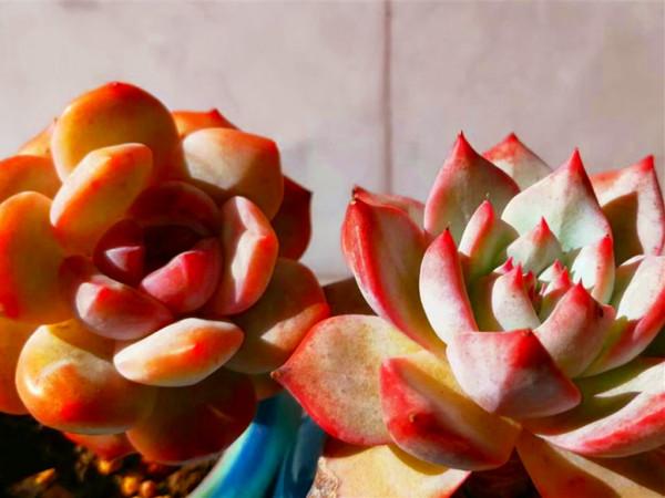 十月，不再為落花悲傷，因為有多肉綻放光芒，十月的多肉要這樣養