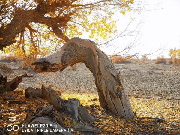 曾經無條件地拜倒在胡楊林的“腳”下