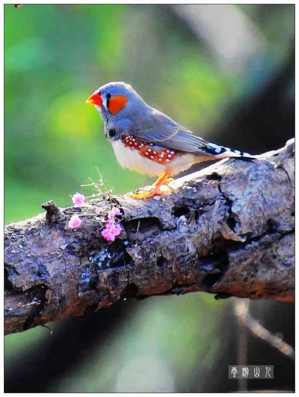 國際旅遊攝影網鳥類相簿--斑胸草雀