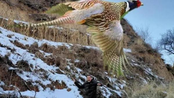 農村其它動物日漸減少，可是野雞卻越來越多，這是為什麼？