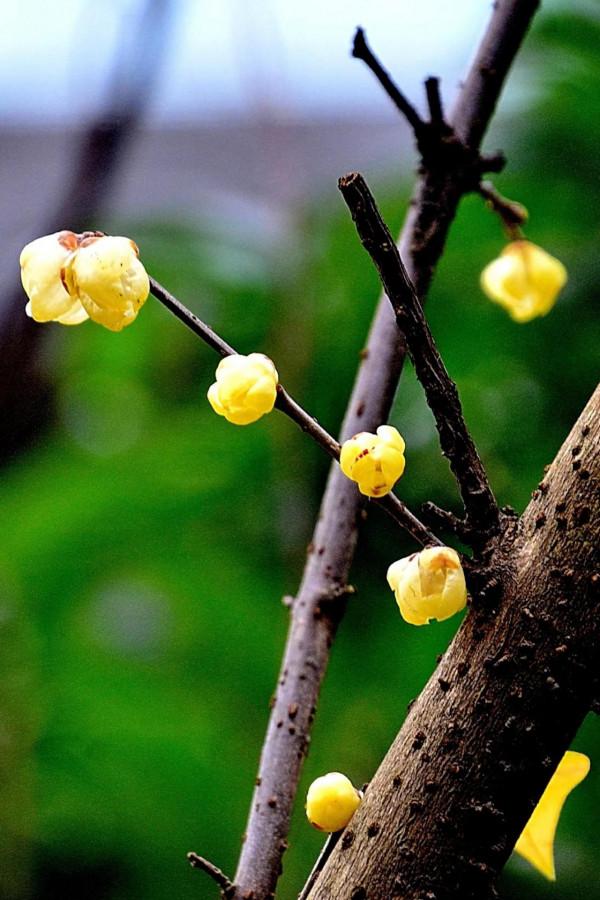 臘梅·白梅·紅梅：三梅齊放