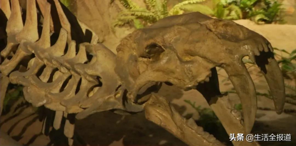 湖北出現過恐龍嗎？老虎的祖先是什麼？快來湖北地質博物館找答案吧