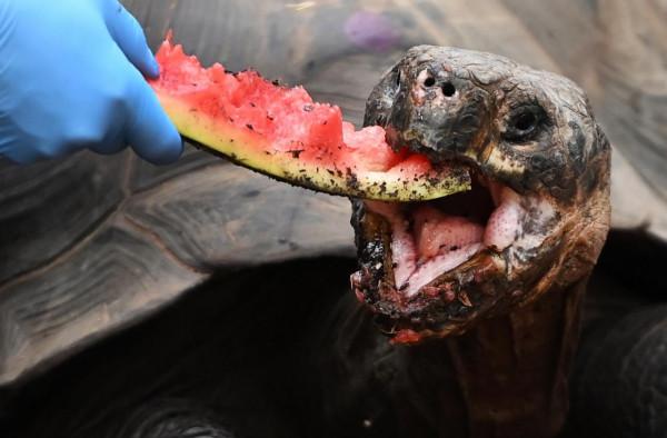 倫敦動物園的加拉帕戈斯象龜“喬遷新居”