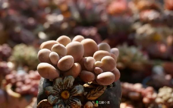 盤點盤點多肉界的“美人”們，個個顏值爆表，你養過哪幾種？
