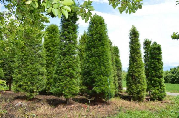 中國特有庭園樹木——金錢松植物非試管高效快繁技術快繁金錢松 中國特有庭園樹木——金錢松植物非試管高效快繁技術快繁金錢松