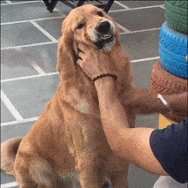 盤點3種寵物店不推薦的狗，“沒錢賺又好養”