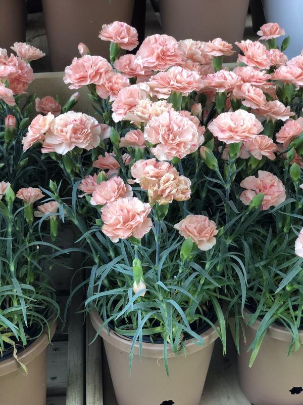 秋天常見的60種花，最全花卉圖譜，收藏起來慢慢看