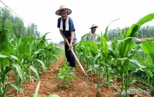 根據玉米產量構成的要素，從三個方面入手提高產量