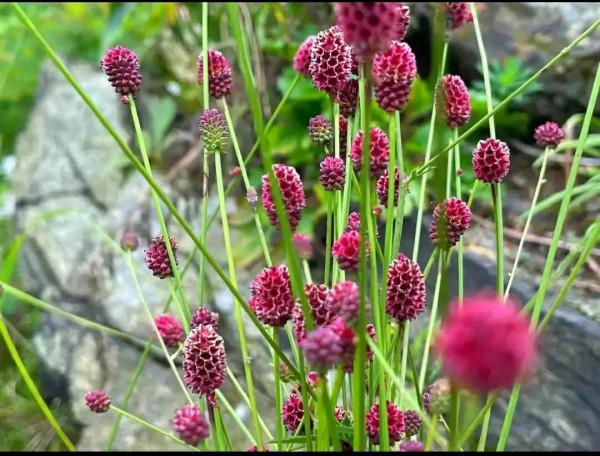知道花兒好看，但你能一一說出它們的名字嗎？