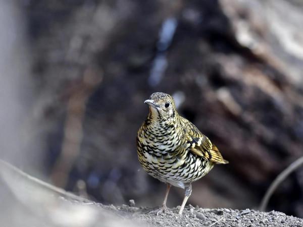 虎斑地鶇（鶇11）