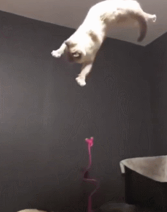 為什麼貓摔不死？