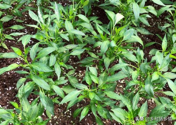 蔬菜移栽有竅門，四個可以讓蔬菜提高產量的方法，無私分享