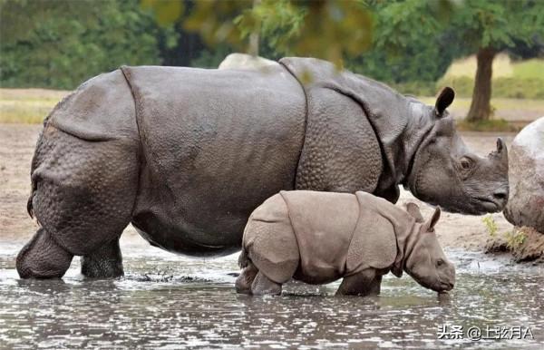 ";犀兕虎熊";中的兕是什麼猛獸?今天的兕在哪裡? ";犀兕虎熊";中的兕是什麼猛獸?今天的兕在哪裡?
