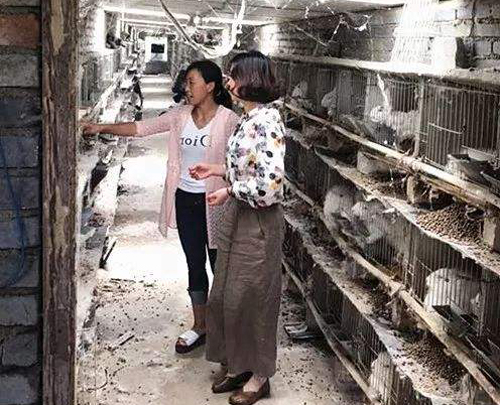 農民養殖幼兔，有一種很好的餵養方法，益處多