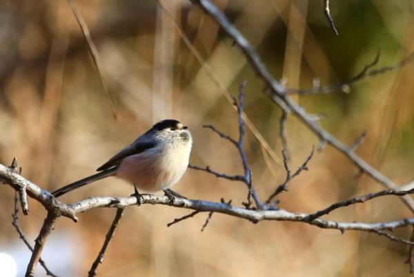 新年伊始，永珍更新，您好2022