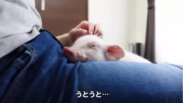 男子養寵物豬100天，直播殺掉，又給豬開追悼會，他是怎麼想的？